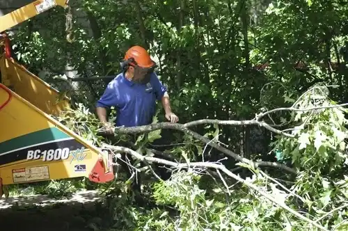 tree services Springer